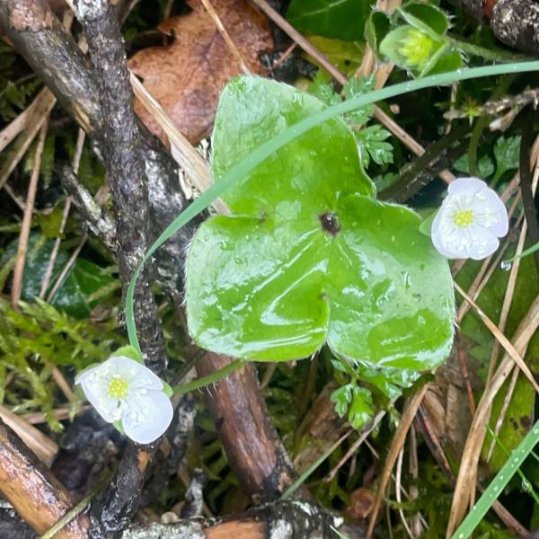 <h3><a href="/trips/ebro/biota/plantae/tracheophyta/magnoliopsida/oxalidales/oxalidaceae/oxalis acetosella/oxalis acetosella-nl.html">Oxalis&nbsp;acetosella</a> / Wood‑sorrel / Witte&nbsp;klaverzuring</h3><p>waarneming.nl: onbekend.</p>